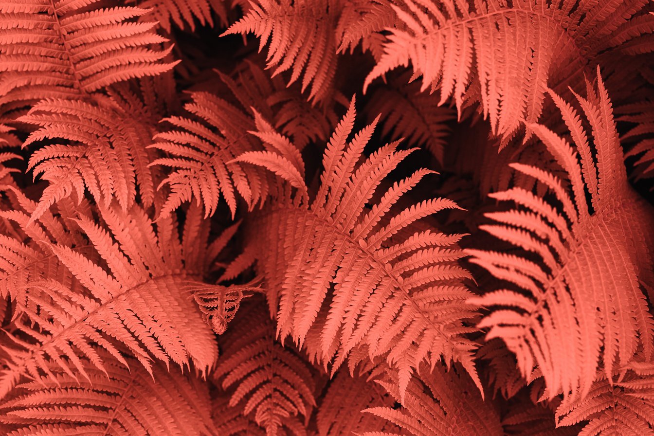 Fern Background In Pantone Living Coral Colour