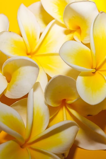 White and Yellow Plumeria Flowers